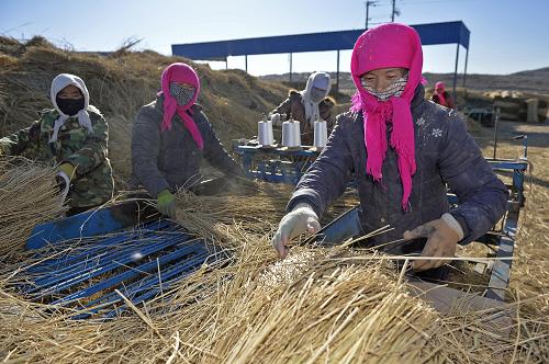 宁夏灵武市泾灵新村农民在草编园区编制草帘(12月11日摄)。 新华社记者 王鹏 摄