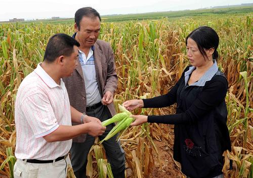 8月23日,陆良县干部在查看玉米受灾情况。新华社记者 杨宗友摄