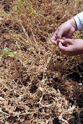 云南省曲靖市沾益县西平镇青山村的豌豆苗因旱枯萎(4月8日摄)。新华社记者 杨宗友 摄