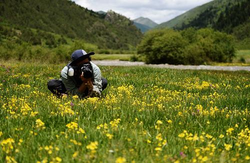 7月16日,IBE调查队成员、植物学博士、中科院昆明植物研究所牛洋在美浪沟拍摄高原花卉。自6月24日起,在青海省三江源国家级自然保护区黄河源地区进行的影像生物多样性调查和生物多样性快速调查日前落下帷幕。IBE影像生物多样性调查所的专业自然摄影师,在20余天的时间里深入荒野,用镜头记录自然瞬间,用执着信念守望自然。本次调查由北京山水自然保护中心组织,北京大学及各地科学家、IBE影像生物多样性调查所的专业自然摄影师和三江源保护区管理局的工作人员共同合作进行。三江源地区生物多样性本底调查为期3年(2012年长江源、2013年黄河源、2014年澜沧江源),旨在通过调查填补三江源地区保护本底的数据空缺,同时产出一批既有科学数据价值,又有传播价值的高质量影像成果。新华社记者 陶希夷 摄