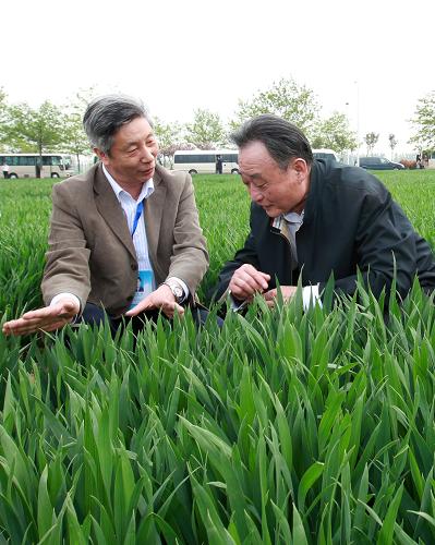 4月12日至17日,中共中央政治局常委、全国人大常委会委员长吴邦国在河南调研。这是4月14日,在位于新乡市的河南省现代农业研究开发基地,吴邦国走进试验田查看良种小麦长势。新华社记者 庞兴雷 摄