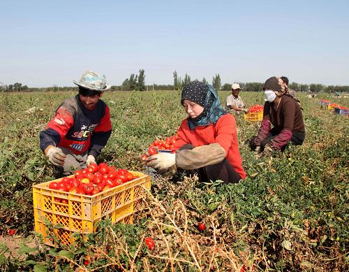 新疆农场丰收忙 9月10日,新疆生产建设兵团十二师三坪农场来自喀什的工人在采摘西红柿。 新疆生产建设兵团十二师三坪农场位于乌鲁木齐城郊,现有土地总面积10.4万亩,耕地面积8.4万亩。近年来,该农场通过推广新技术、新品种,提高农作物的品质,增加了农场职工的收入。 新华社记者 赵戈 摄