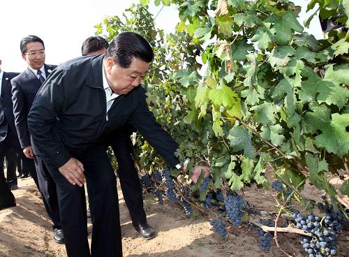 9月20日至21日,中共中央政治局常委、全国政协主席贾庆林在宁夏调研。这是9月21日,贾庆林来到宁夏玉泉营葡萄示范基地,仔细询问基地生产经营、品牌管理、市场开拓等方面情况。新华社记者刘卫兵摄