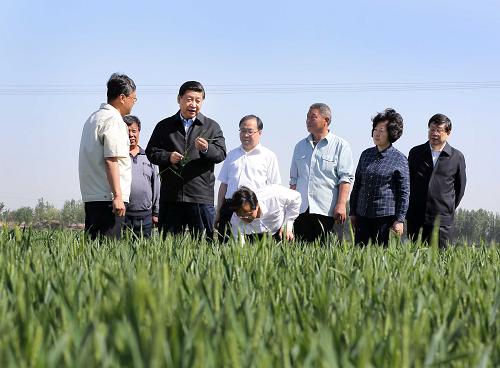 5月14日至15日,中共中央总书记、国家主席、中央军委主席习近平在天津考察工作。这是习近平在武清区南蔡村镇丁家瞿阝村小麦生产大田察看小麦生长情况。新华社记者兰红光摄