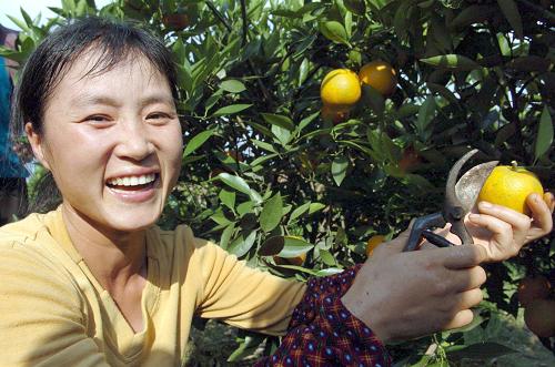 广西荔浦县修仁镇三诰村农民唐小琳在收摘夏橙(2005年5月19日摄)。改革开放三十年来,在党中央、国务院的正确领导下,我国农村进行了一系列具有重要意义的改革,对促进农业农村经济发展发挥了巨大作用,也为农业结构调整营造了良好氛围。全国各地把农业结构调整作为促进农业和农村经济发展的重大举措,优化农业生产布局,统筹农业农村各业协调发展,提升农业发展水平,农业结构调整取得了巨大成就。新华社发(资料照片)