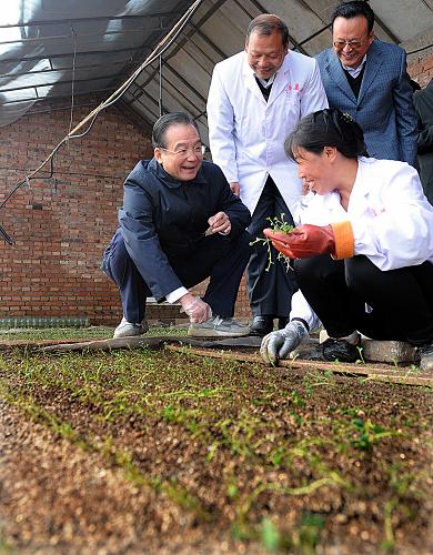 这是4月2日,温家宝在康农薯业有限公司马铃薯脱毒种薯基地向工作人员了解马铃薯苗培育情况。新华社记者 李涛 摄