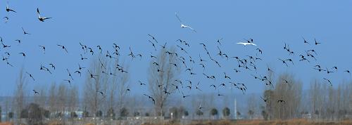 12月2日，一群禽鸟在位于河南孟津的黄河湿地上空飞翔。