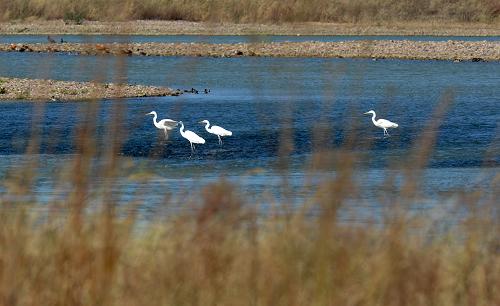 12月2日，几只白鹭在位于河南孟津的黄河湿地栖息。进入冬季，大批候鸟飞临河南孟津一带的黄河湿地栖息越冬，为冬日添加了一道美丽的风景。