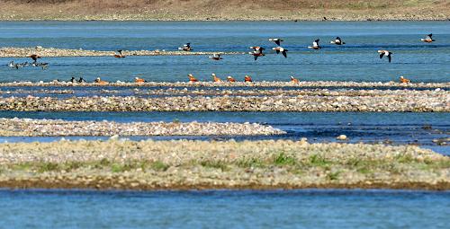 12月2日，一群野鸭在位于河南孟津的黄河湿地栖息。