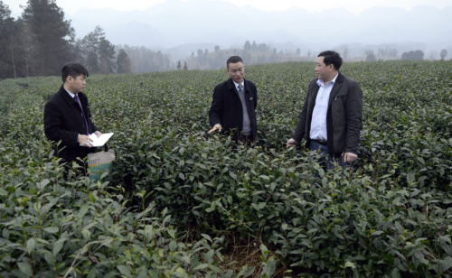 1月1日，在贵州省遵义市凤冈县土溪镇大连村，土溪镇信用社工作人员在村民罗明刚（右一）的生态茶园调查了解情况。罗明刚通过信用社获得贷款50万元，创办了娄山春茶叶专业合作社，种茶1000余亩。新华社发（罗星汉 摄）