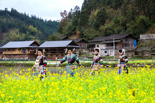 1月10日，在榕江县扒王侗寨，穿着盛装参加踩歌堂迎新年的侗族姑娘走过一片油菜花地。当日是贵州省榕江县扒王侗寨侗族大年初一，当地侗族同胞伴随着侗族歌师弹奏的琵琶歌，欢乐踩歌堂，迎接侗族新年的到来。“踩歌堂”是侗族祭祀神灵，祈求人畜兴旺、五谷丰收的盛大集体活动。新华社发（黄万鑫 摄）