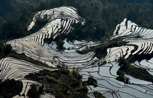 这是云南省红河州元阳县的哈尼梯田美景，形似奔马（1月11日摄）。