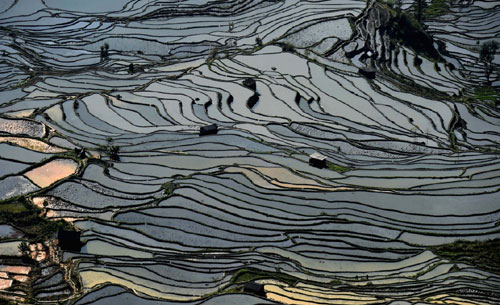 这是云南省红河州元阳县的哈尼梯田美景（1月11日摄）。哈尼梯田位于云南省哀牢山南部，遍布于红河哈尼族彝族自治州元阳、金平、绿春等县，仅元阳县境内就有19万亩。哈尼梯田是以哈尼族为主的当地群众利用“一山分四季，十里不同天”的地理气候条件创造的农耕文明奇观，已有1000多年的历史，具有令人惊叹的历史、科学、美学和实用价值。2013年6月，在柬埔寨金边举行的第37届世界遗产大会上，中国云南哈尼梯田入选联合国教科文组织世界遗产名录。