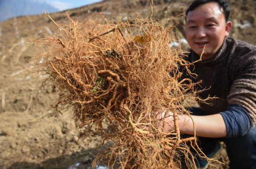 1月16日，农户在贵州水城县阿戛镇松绿村猕猴桃种植基地内展示猕猴桃幼苗。新华社记者 欧东衢 摄