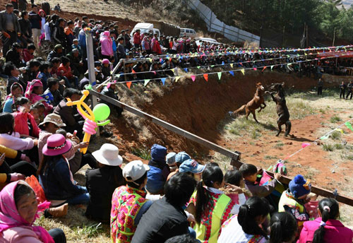 2月13日，寻甸老村群众在观看斗马比赛。当日是农历大年初六，地处偏远山区的云南省寻甸回族彝族自治县甸沙乡老村各族群众在大山中举行斗牛斗马比赛，欢庆猴年新春佳节。新华社记者 杨宗友 摄