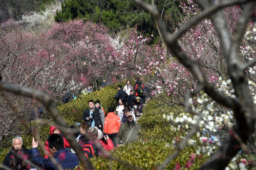 2月16日，市民在南京梅花山赏梅。新华社记者 孙参 摄