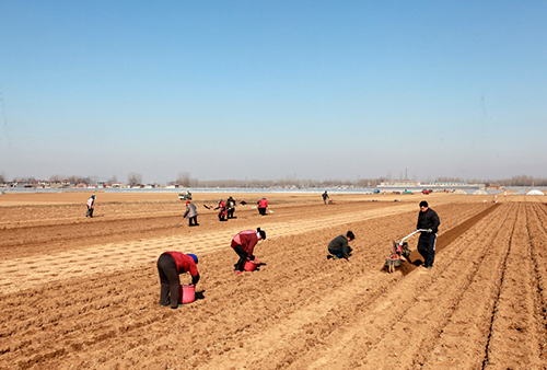 2月16日，滕州市界河镇幸福楼村村民在种植春土豆。