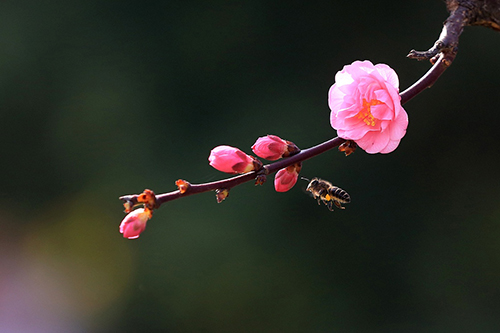 2月17日，在贵州凯里，一只蜜蜂在花间飞舞。