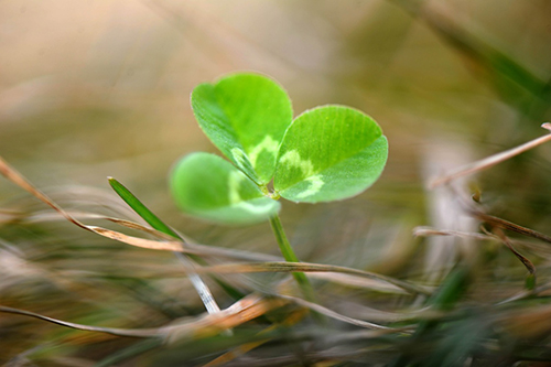 2月18日，在陕西西安植物园，一棵小草钻出地面。早春时节，随着气温回升，各地春意渐浓。