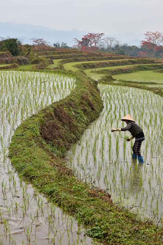2月20日，海南昌江的农民在田间插秧。