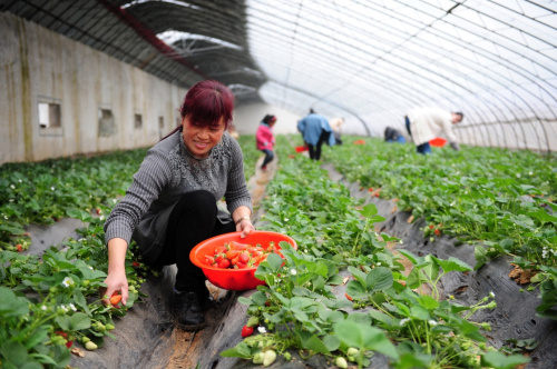 3月6日，在河南省中牟县姚家镇西岗村，春峰果蔬专业合作社的社员在大棚里采摘草莓。近年来，河南中牟大力发展优质草莓种植，取得良好经济社会效益。在当地农业部门的指导下，一批草莓种植专业合作社成长起来，组织部门又在合作社里成立党支部，党员带着社员抱团创业，共同致富。截至2015年底，中牟草莓种植面积已达1.2万亩，年产值超过2亿元。新华社记者 冯大鹏 摄