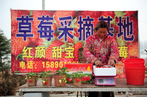 3月6日，在河南中牟的草莓种植基地，果农在马路边摆摊出售草莓。新华社记者 冯大鹏 摄