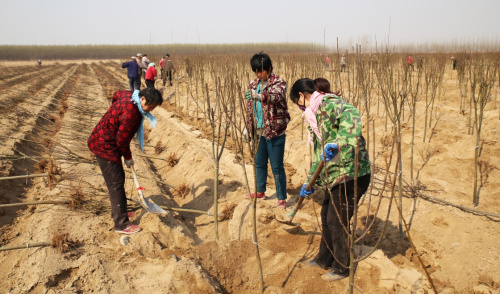 3月11日，山东省邹平县台子镇伯乐庄园农民在种植海棠树。植树节前夕，山东省邹平县举行全民植树活动，各界群众在河堤、村庄、山坡荒地等各自绿化区域进行植树绿化活动，为家园增添一分绿色。新华社发（董乃德 摄）