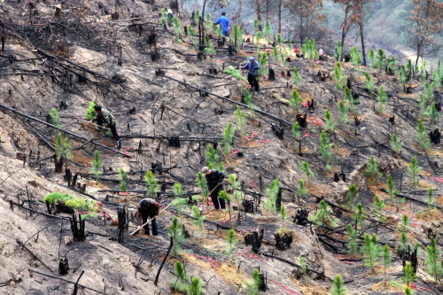 3月11日，江西省靖安县水口乡沙港村农民在进行高山植树造林。植树节来临，江西省靖安县群众走向乡村、路旁，公园、湿地，田园、山川，植树造林，绿化家园，以实际行动建设生态文明，保护生态环境。新华社发（徐仲庭 摄）