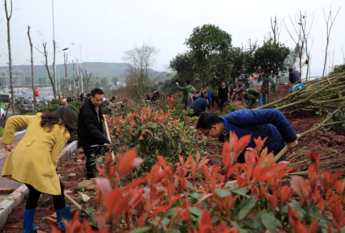 3月11日，干部群众在四川省泸州市江阳区张坝景区一块荒坡地上植树。植树节来临，四川省泸州市江阳区开展义务植树活动，全区4600余名干部群众、志愿者义务种植近10万株桂花、桂圆等树木。新华社发（刘学懿 摄）