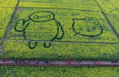 3月12日在四川省广汉市西高镇航拍的油菜花田中的“大白”和“凯蒂猫”卡通图案。新华社发（邱海鹰 摄）