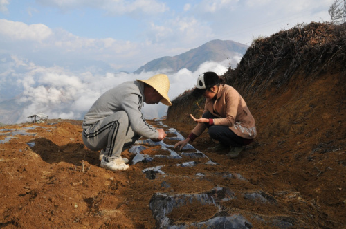 王玛基村村民在地里劳作（3月8日摄）。初春时节，万物复苏。一场春雨过后，王玛基村散发出泥土的芬芳，预示着春天的希望。核桃1万亩，红豆杉700亩，旱冬瓜1320亩，山羊存栏3000只，中蜂1000箱……以前主要种植玉米，老百姓收入来源单一的王玛基村，如今已经变成一个绿色、生态、农业多样性的示范村。新华社记者 姚兵 摄