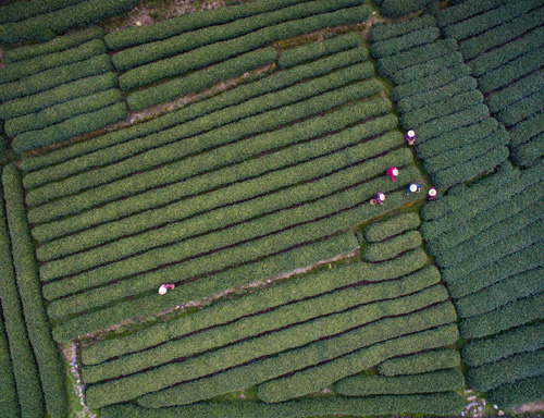 3月21日，采茶工在杭州梅家坞村的茶园内采摘2016年首批西湖龙井，一个熟练的采茶工现在一天采摘的青叶大概能炒制出一斤成品龙井茶。