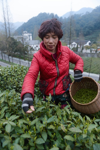 3月21日，茶农朱爱根在杭州梅家坞村自家的茶园内采摘2016年首批西湖龙井。一个熟练的采茶工现在一天采摘的青叶大概能炒制出一斤成品龙井茶。随着气温逐步回升，浙江杭州西湖龙井茶一级保护区里的龙井村、梅家坞村、龙坞村、翁家山村等产茶区的茶农们陆续开始采摘2016年首批西湖龙井茶。据当地茶农介绍，由于前期寒潮影响，西湖龙井新茶的采摘期比去年晚了近10天，价格也略有上涨。龙井茶新鲜叶片经过炒制加工后就可以上市，这也意味着品质最好的西湖龙井新茶“明前茶”开始陆续上市。