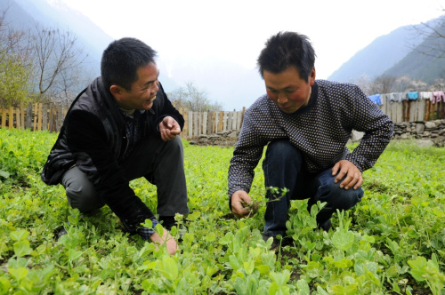 3月27日，广东援藏干部、察隅县农牧局副局长莫伟冬（左）在胡小兵的菜园里进行技术指导。西藏自治区察隅县竹瓦根镇嘎巴村的胡小兵（汉族）和夏美（藏族）一家，大儿子和二儿子都在读大学，家庭负担较重。2014年起，广东省援藏工作组为这个家庭筹措资金，并给予技术支持，帮助他们从事蔬菜种植，使他家两年来每年收入10余万元。夫妻俩的菜园也成了察隅县的蔬菜种植培训基地，带动全县近百户农牧民走上了脱贫致富路。新华社记者 张汝锋 摄