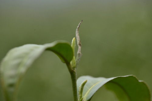 由于接连出现低温霜冻天气，在浮梁县光明茶厂的茶园里，一颗刚刚萌发的芽头被冻死（3月29日摄）。据浮梁县昌南雨针茶厂负责人介绍，今年早发芽品种的产量相比往年同期减产60%，不少茶树刚刚萌发的嫩芽也在寒潮中冻死。受持续低温、霜冻影响，江西景德镇浮梁县绿茶产量大幅减少，临近清明节，原本应该大批上市的春茶却被冻坏了不少。