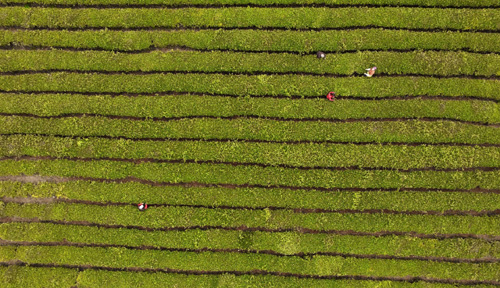 浮梁县光明茶厂的茶园里，工人们在采茶（3月29日摄）。据茶厂负责人介绍，该茶厂种植基地今年春茶大幅减产，部分品种甚至绝收。