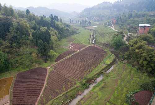 这是航拍的三峡库区大型中山杉育苗基地（3月24日摄）。