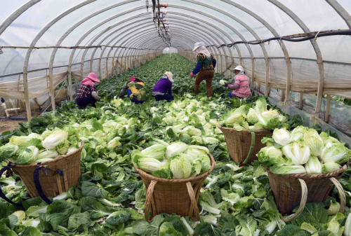 4月5日，云南寻甸七星镇袜笼村的农妇在种植大棚里收获蔬菜。近年来，云南省寻甸县大力发展高原特色蔬菜种植，2015年全县种植蔬菜11.5万亩，蔬菜总产量24.1万吨，产值达2.8亿元，蔬菜远销北京、上海、广州、深圳、香港等地。新华社记者 杨宗友 摄