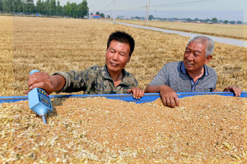 农民种麦子图片图片