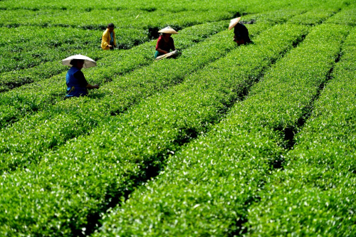 9月22日,茶农在湖北省宣恩县水田坝村的茶园里抢采秋茶.