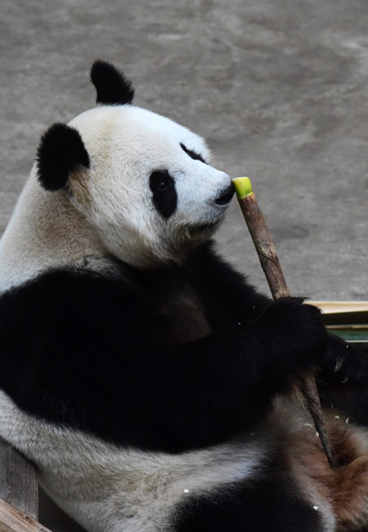 大熊猫"卖萌"度国庆