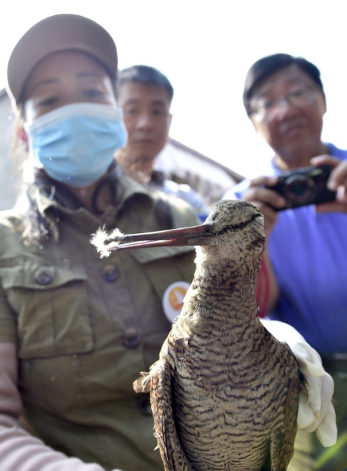10月12日,护鸟志愿者刘懿丹(左一)手持一只已经死亡的沙锥.