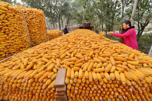 "渤海粮仓"金秋粮满仓