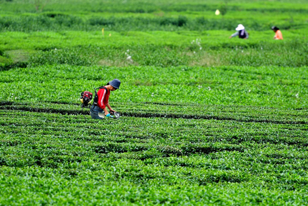 金秋时节,湖北恩施土家族苗族自治州百余万亩茶园间人头攒动,茶农们