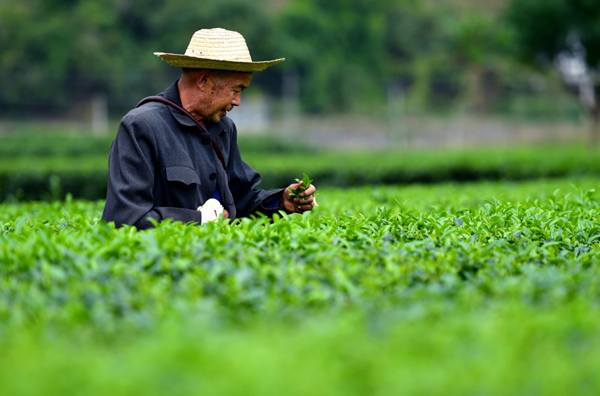 金秋时节,湖北恩施土家族苗族自治州百余万亩茶园间人头攒动,茶农们