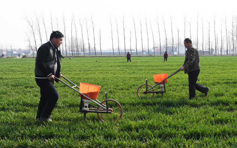 2月26日,河南省淮阳县白楼镇沙沃村农民在田间为小麦施肥.