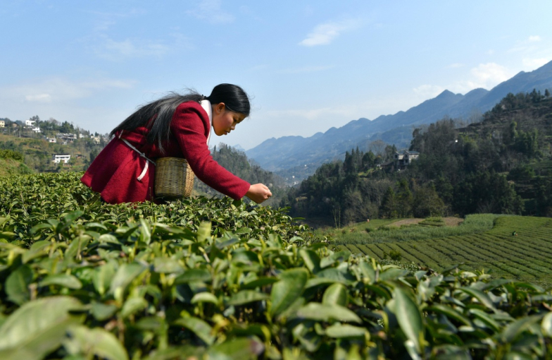 从内地引进茶叶来新疆种植（从内地引进茶叶来新疆种植的有哪些） 从本地
引进茶叶来新疆莳植
（从本地
引进茶叶来新疆莳植
的有哪些） 茶叶资讯