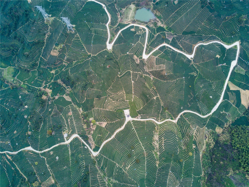 万亩山地茶园迎来春茶旅游季