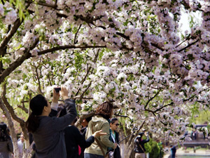 300京城海棠花盛开2.jpg