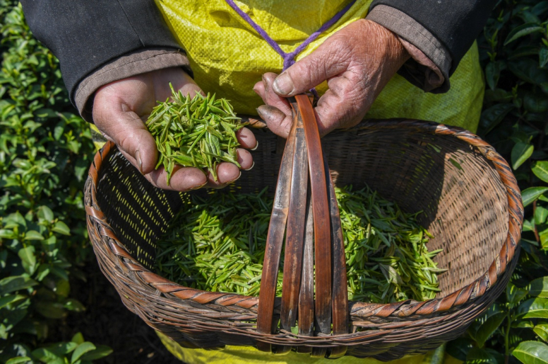 茶叶采摘上市的关键时期,当地各个茶园,茶场都能看到茶农们忙碌的身影